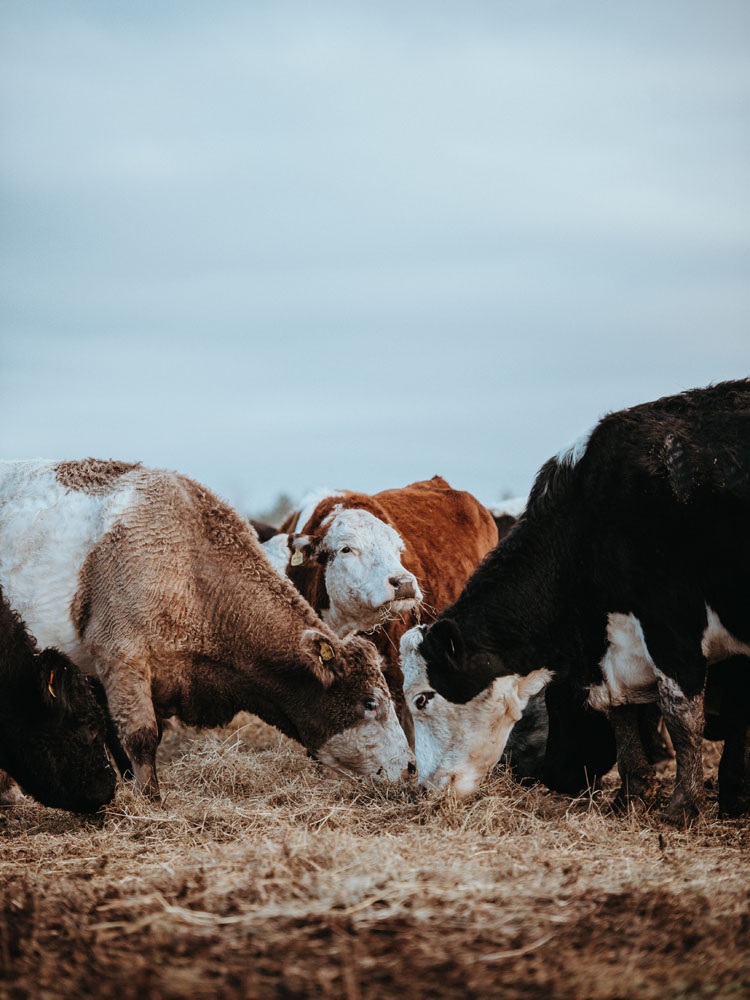 Cows eating